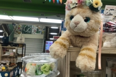 69519499_2447174868710427_748973422326841344_o_2447174865377094